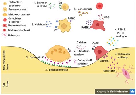 Osteoporosis therapies and their mechanisms of action (Review)