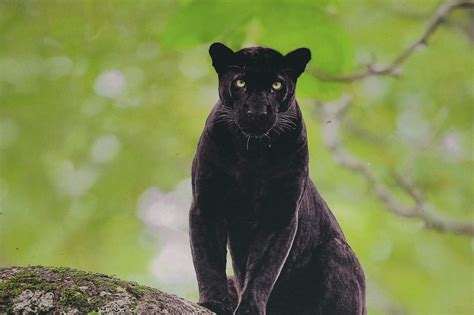 10 Wildlife Sanctuaries to Spot Black Panther in India