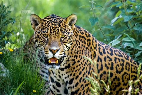 Pantanal Jaguar Tour | Brazil Wildlife Safari