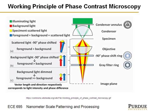 😎 Phase contrast microscopy principle. The Principles of Phase Contrast: Leica Microsystems ...