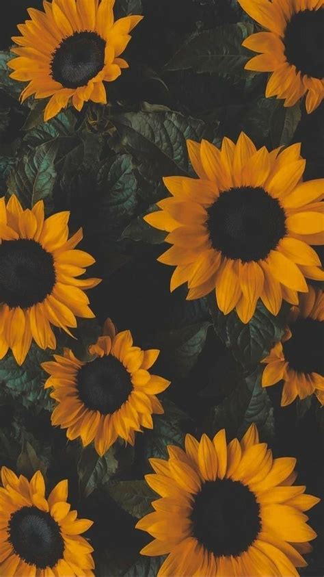 Girassol wallpaper | Sunflower wallpaper, Sunflower iphone wallpaper ...