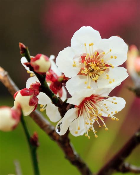 Landscape Photography: Plum blossoms.