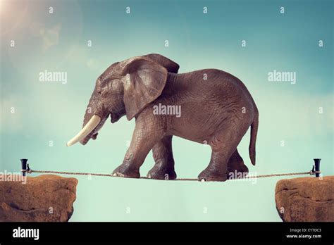 elephant walking on a tightrope Stock Photo - Alamy