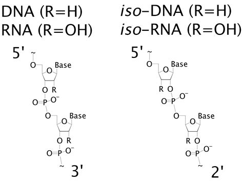 Amino Acids and DNA and RNA Bases | Computational Chemistry Resources