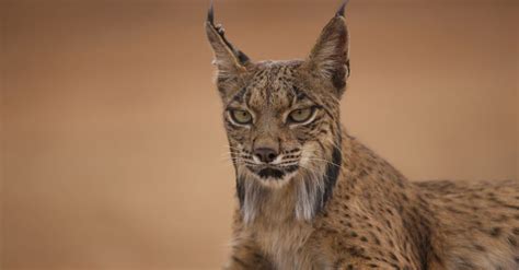 10 Types Of Wild Cats - AZ Animals