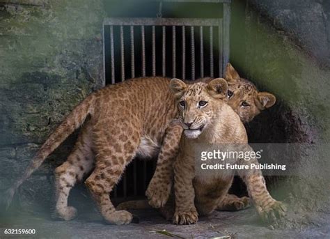 Tiger Lion Hybrid Photos and Premium High Res Pictures - Getty Images