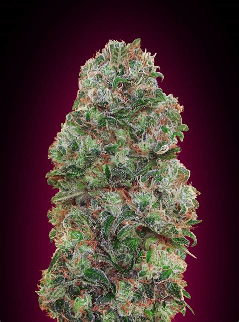 Bubble Gum Feminised Seeds | 00 Seeds | Cannabis Seeds