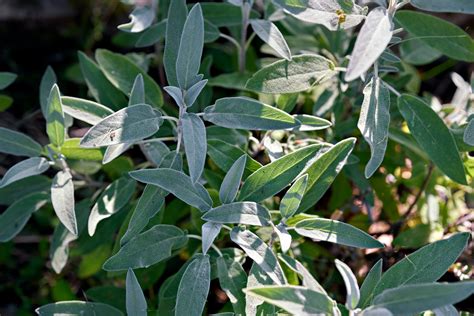 How to Harvest Sage — Meadowlark Journal