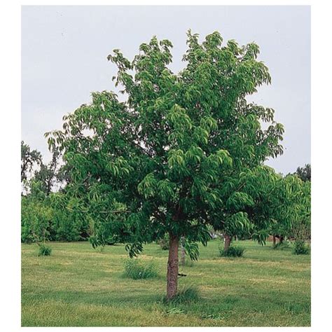 Ohio Buckeye Tree | Buckeye tree, Ohio buckeye tree, Plants