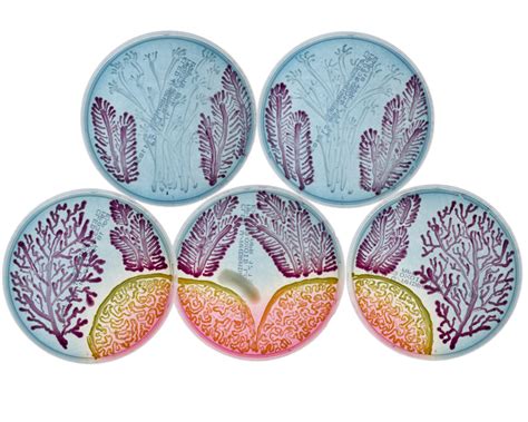 How it's made: agar art