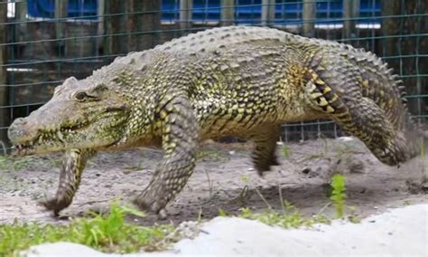 A Cuban Crocodile Gallops Like a Horse in Pursuit of a Man in a Florida Theme Park - GoodNews by ...