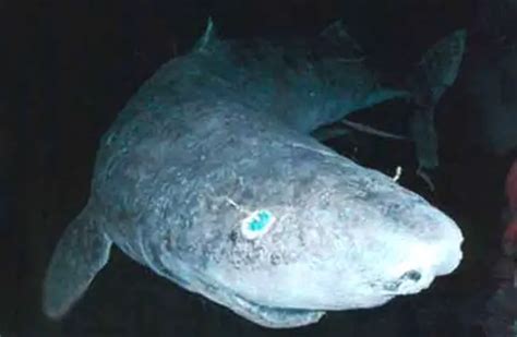 Greenland Shark - Description, Habitat, Image, Diet, and Interesting Facts