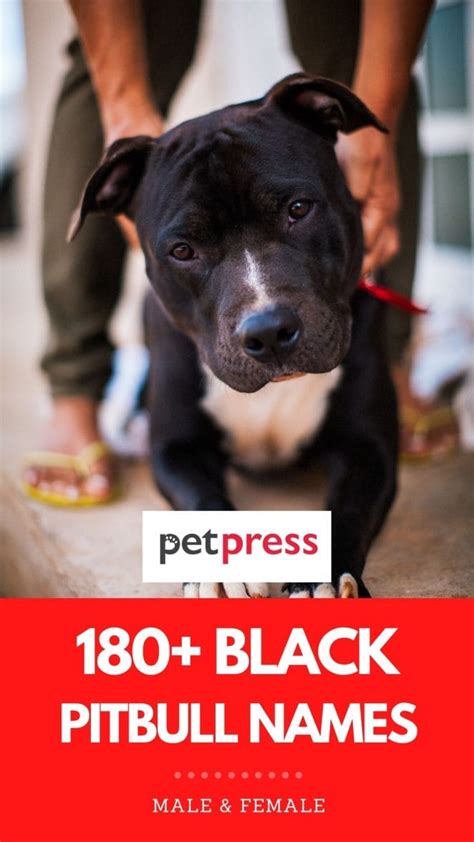 180+ Black Pitbull Names: The Best Names for Your Pet Black Pitbull