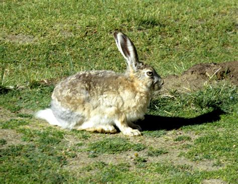 Just About Everything: Wildlife of Ladakh - Animals & Birds of Ladakh ...