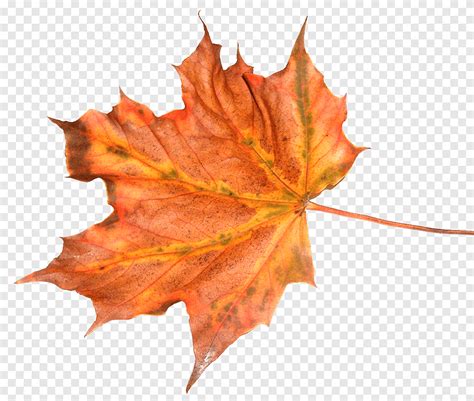 Leaf Autumn Tree Feuille morte, leaf texture, maple, maple Leaf png ...