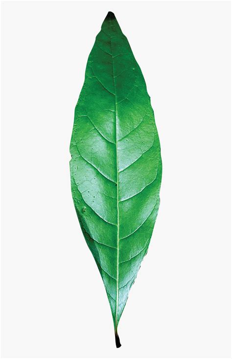 Transparent Leaf Texture Png - Single Green Leaf Png, Png Download , Transparent Png Image - PNGitem