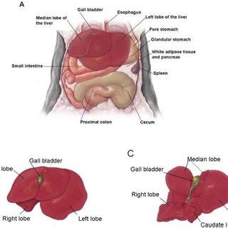 1. Anatomy of the mouse liver. A. Position of the liver in the cranial... | Download Scientific ...