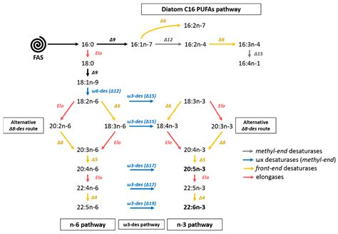 Biomolecules | Free Full-Text | Study of Synthesis Pathways of the Essential Polyunsaturated ...