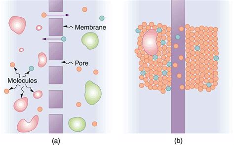 Molecular Transport Phenomena: Diffusion, Osmosis, and Related Processes · Physics