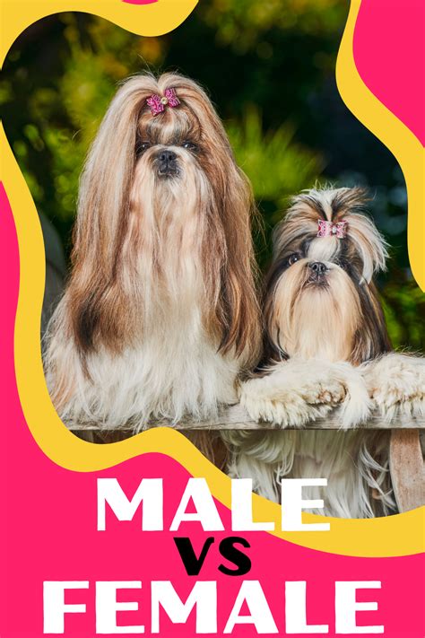 Male vs Female Shih Tzu: What You Need to Know