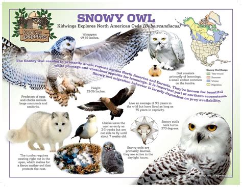 Snowy Owl Predators