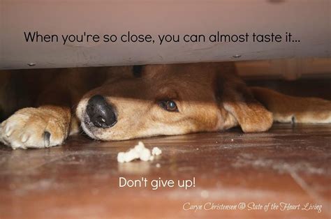 When you are so close you can taste it. Never.Give.Up! | Dogs, Cute animals, Never give up