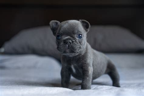 Do French Bulldogs Have Blue Eyes