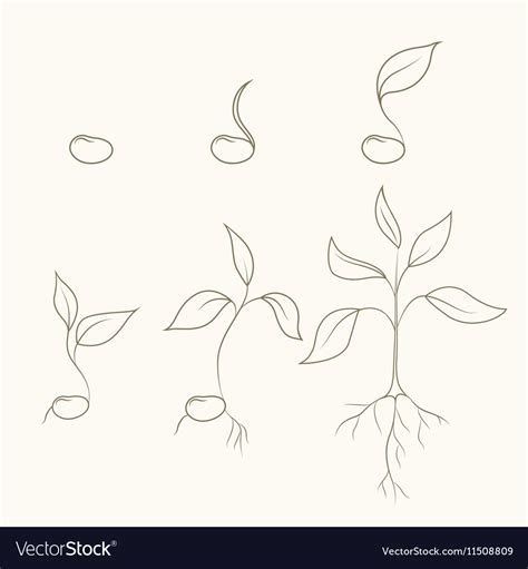 Process of kidney bean plant evolution and growth Vector Image