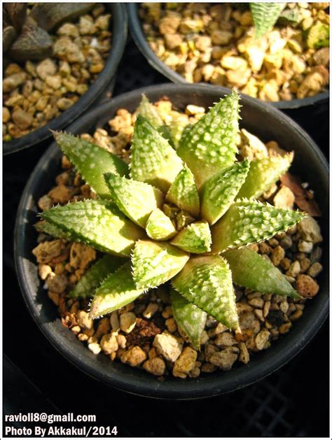 Haworthia herbacea hybrid Small Succulent Plants, Cacti And Succulents, Planting Succulents ...