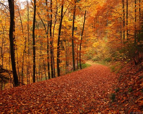 Autumn Road | Mountain Photographer : a journal by Jack Brauer