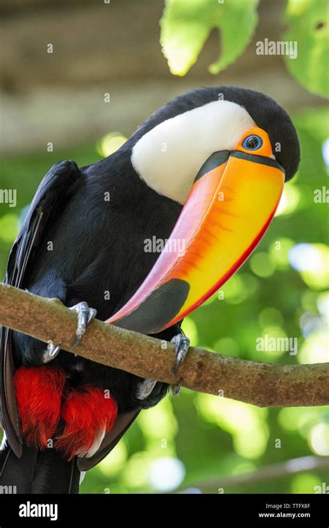 Beautiful exotic tropical toucan bird in the Bird's Park Stock Photo ...