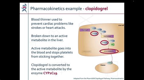 Introduction to Pharmacogenomics - YouTube