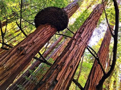 Muir Woods National Monument: Learn More About This Ancient Forest