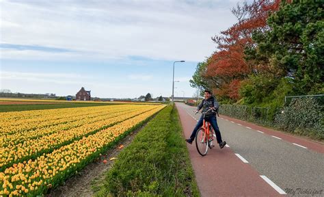 Biking along tulip fields - My Ticklefeet