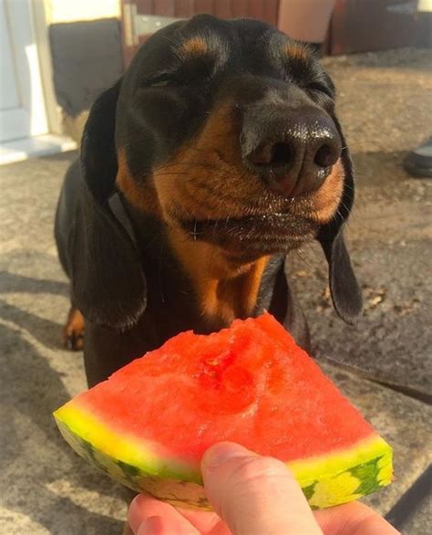 National Watermelon Day: 6 Recipes For Watermelon Dog Treats - DogTime | Cute dogs, Baby animals ...