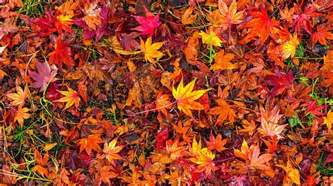 Top more than 78 leaves autumn wallpaper best - vova.edu.vn