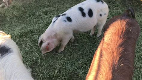 Cross breeding large breed pigs with small breed pigs why it’s ...