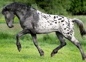 Appaloosa horse characteristics | Appaloosa horses