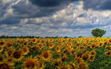 Royalty-Free photo: Photo of bed of sunflowers | PickPik