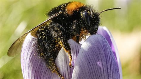 European bumblebees in peril due to climate change and habitat loss - CGTN