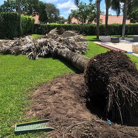 dead-palm-tree-650×650-1 | Florida Palm Trees