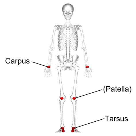 File:Short bones - anterior view - with legend.png - Wikimedia Commons