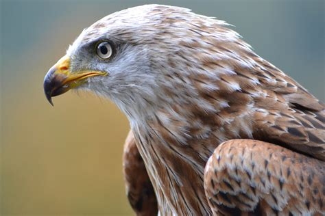 Hawk Bird Eye Closeup | Wallpapers Share