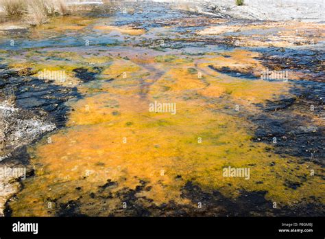Microbial mats hi-res stock photography and images - Alamy