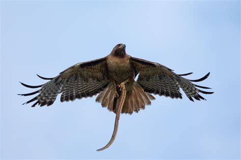 Hawks / The Hunting Methods Used By Hawks Could Help Design New Drones ...