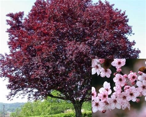 Purple flowering plum Prunus cerasifera Thundercloud live | Etsy