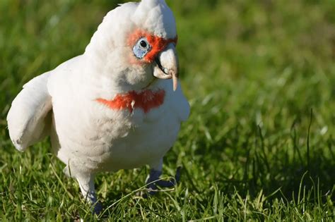 How to breed a cockatoo - African Parrot Grey health diet personality intelligence and care