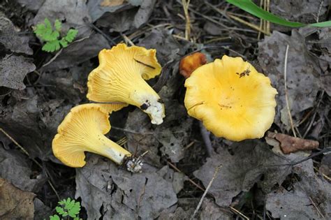 Cantharellus Cibarius (Golden Chanterelle): Identification, Lookalikes ...