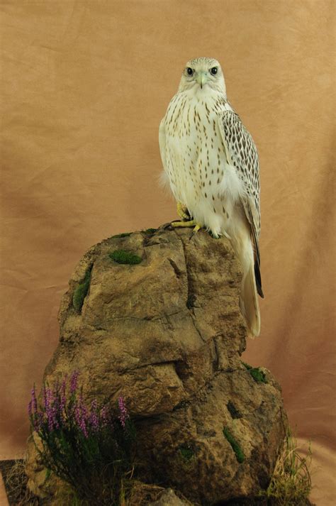 Gyrfalcon - UK Bird Small Mammal Taxidermist Mike Gadd