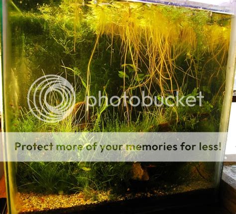 Algae control idea | The Planted Tank Forum